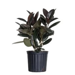 Live Ficus Burgundy Rubber Plant In 9.25 Grower Pot