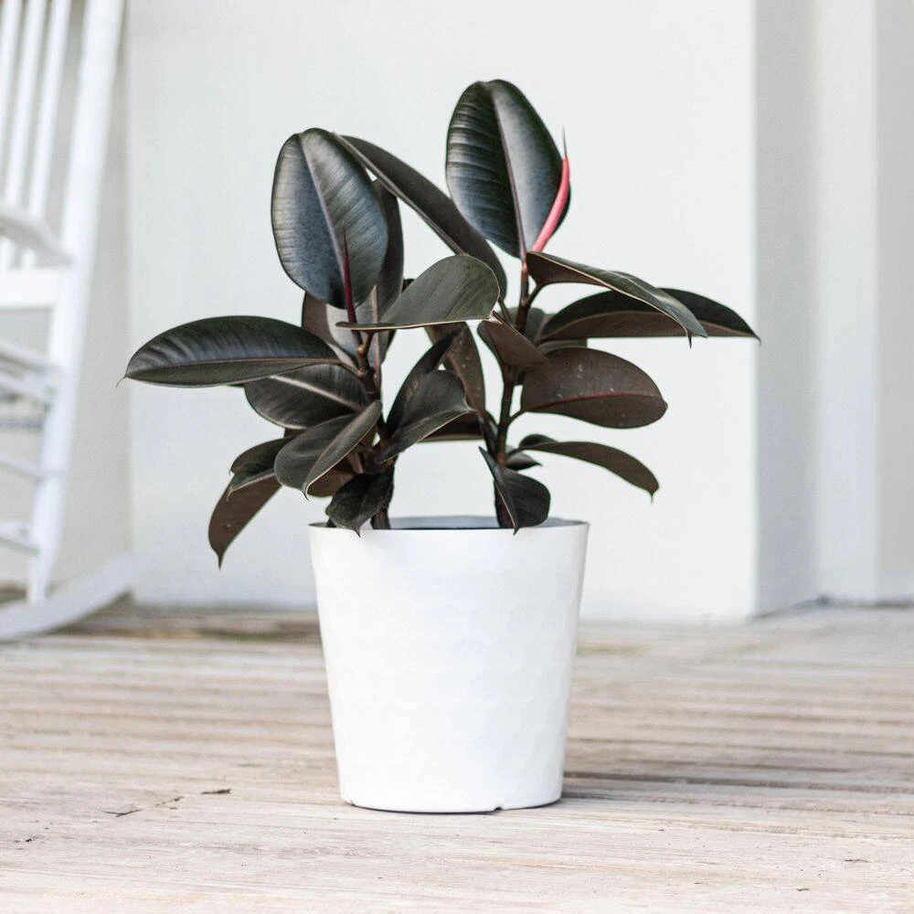 Burgundy Rubber Plant Live Ficus Elastica Indoor Outdoor Plant In 10 In. Premium Sustainable Ecopots Black Planter 5 Burgundy Rubber Plant Live Ficus Elastica Indoor Outdoor Plant In 10 In. Premium Sustainable Ecopots Black Planter - Image 5