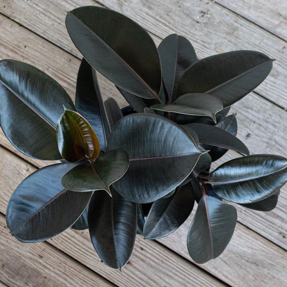 Burgundy Rubber Plant Live Ficus Elastica Indoor Outdoor Plant In 10 In. Premium Sustainable Ecopots Black Planter 3 Burgundy Rubber Plant Live Ficus Elastica Indoor Outdoor Plant In 10 In. Premium Sustainable Ecopots Black Planter - Image 3