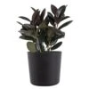 Burgundy Rubber Plant Live Ficus Elastica Indoor Outdoor Plant In 10 In. Premium Sustainable Ecopots Black Planter