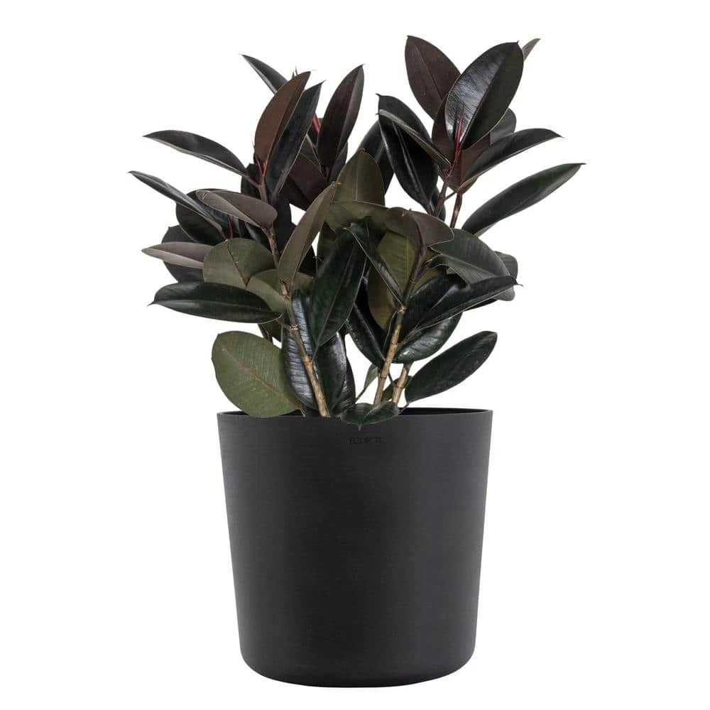 Burgundy Rubber Plant Live Ficus Elastica Indoor Outdoor Plant In 10 In. Premium Sustainable Ecopots Black Planter 1 Burgundy Rubber Plant Live Ficus Elastica Indoor Outdoor Plant In 10 In. Premium Sustainable Ecopots Black Planter