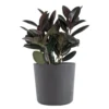 Burgundy Rubber Plant Live Ficus Burgundy Indoor Outdoor Plant In 10 In. Premium Ecopots Gray