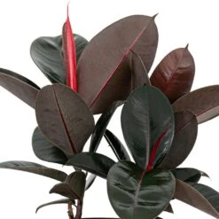Burgundy Rubber Plant Live Ficus Elastica Indoor Outdoor Plant In 10 Inch Premium Sustainable Ecopots Pure White Pot -Urban Garden Store united nursery house plants fburgandy10pw 1f 1000
