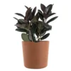 Burgundy Rubber Plant Live Ficus Burgundy Indoor Outdoor Plant In 10 In. Premium Ecopots Terracotta