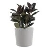 Burgundy Rubber Plant Live Ficus Elastica Indoor Outdoor Plant In 10 Inch Premium Sustainable Ecopots White Grey Pot