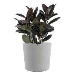 Burgundy Rubber Plant Live Ficus Elastica Indoor Outdoor Plant In 10 Inch Premium Sustainable Ecopots White Grey Pot