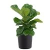 Fiddle Leaf Fig Ficus Lyrata Bush Live Indoor Outdoor Plant In 10 Inch Premium Sustainable Ecopots Dark Grey Pot