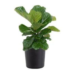 Fiddle Leaf Fig Ficus Lyrata Bush Live Indoor Outdoor Plant In 10 Inch Premium Sustainable Ecopots Dark Grey Pot