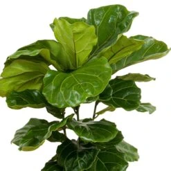 Fiddle Leaf Fig Ficus Lyrata Bush Live Indoor Outdoor Plant In 10 Inch Premium Ecopots Grey Pot -Urban Garden Store united nursery house plants flyrata10gray 1f 1000