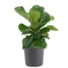 Fiddle Leaf Fig Ficus Lyrata Bush Live Indoor Outdoor Plant In 10 Inch Premium Ecopots Grey Pot