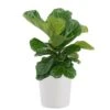 Fiddle Leaf Fig Ficus Lyrata Bush Live Indoor Outdoor Plant In 10 Inch Premium Sustainable Ecopots Pure White Pot