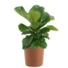 Fiddle Leaf Fig Ficus Lyrata Bush Live Indoor Outdoor Plant In 10 Inch Premium Sustainable Ecopots Terracotta Pot