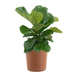 Fiddle Leaf Fig Ficus Lyrata Bush Live Indoor Outdoor Plant In 10 Inch Premium Sustainable Ecopots Terracotta Pot