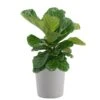Fiddle Leaf Fig Ficus Lyrata Bush Live Indoor Outdoor Plant In 10 Inch Premium Sustainable Ecopots White Grey Pot