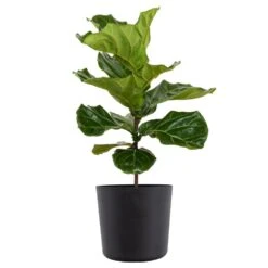 Fiddle Leaf Fig Ficus Lyrata Standard Live Indoor Outdoor Plant In 10 Inch Premium Sustainable Ecopots Dark Grey Pot