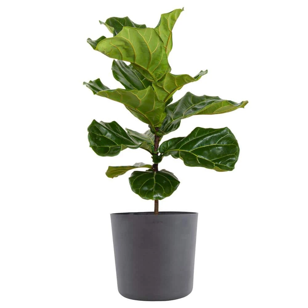 Fiddle Leaf Fig Ficus Lyrata Standard Live Indoor Outdoor Plant In 10 Inch Premium Sustainable Ecopots Grey Pot 1 Fiddle Leaf Fig Ficus Lyrata Standard Live Indoor Outdoor Plant In 10 Inch Premium Sustainable Ecopots Grey Pot