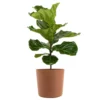 Fiddle Leaf Fig Ficus Lyrata Standard Live Indoor Outdoor Plant In 10 Inch Premium Sustainable Ecopots Terracotta Pot