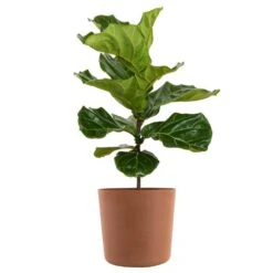 Fiddle Leaf Fig Ficus Lyrata Standard Live Indoor Outdoor Plant In 10 Inch Premium Sustainable Ecopots Terracotta Pot