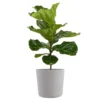 Fiddle Leaf Fig Ficus Lyrata Standard Live Indoor Outdoor Plant In 10 Inch Premium Sustainable Ecopots White Grey Pot