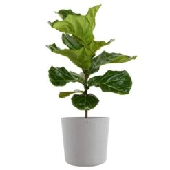 Fiddle Leaf Fig Ficus Lyrata Standard Live Indoor Outdoor Plant In 10 Inch Premium Sustainable Ecopots White Grey Pot