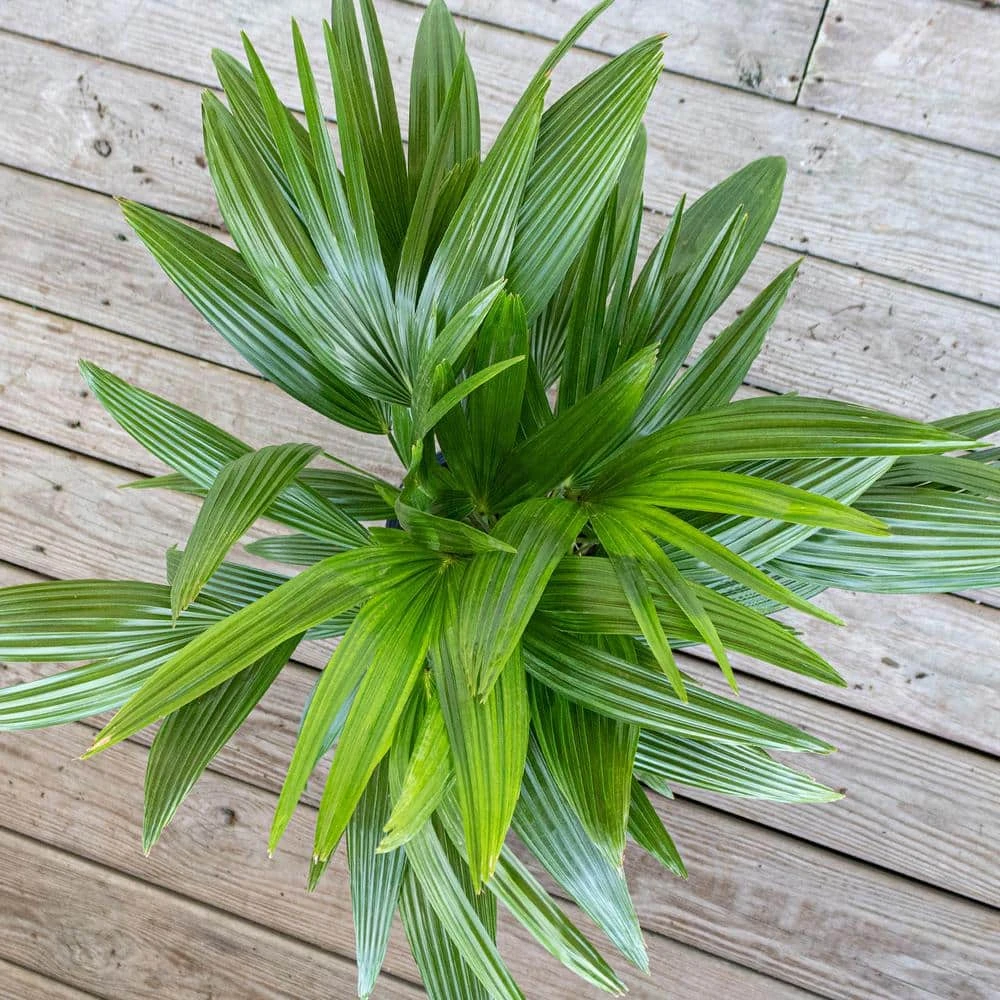 Live Chinese Fan Palm Livistona Chinensis In 9.25 In. Grower Pot 4 Live Chinese Fan Palm Livistona Chinensis In 9.25 In. Grower Pot - Image 4