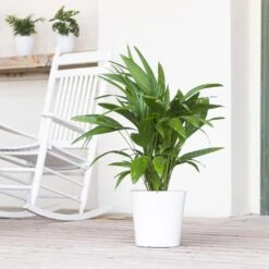 Live Chinese Fan Palm Livistona Chinensis In 9.25 In. Grower Pot 6 Live Chinese Fan Palm Livistona Chinensis In 9.25 In. Grower Pot -Urban Garden Store united nursery house plants fpalm10gp 4f 1000