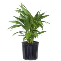 Live Chinese Fan Palm Livistona Chinensis In 9.25 In. Grower Pot