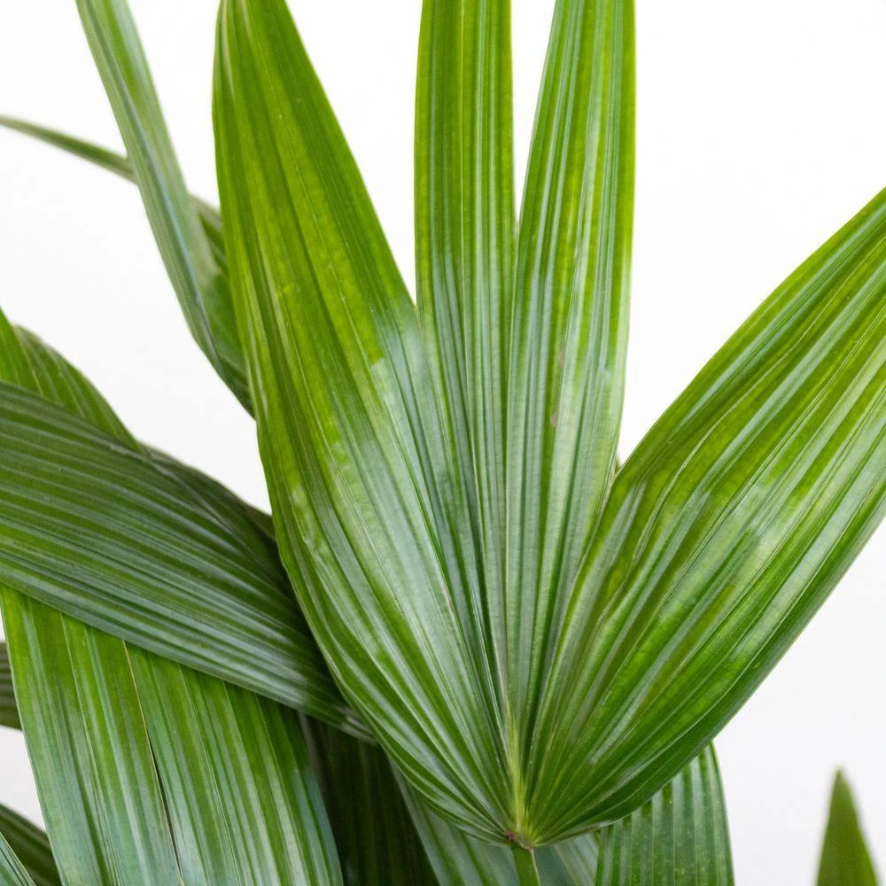 Live Chinese Fan Palm Livistona Chinensis In 9.25 In. Grower Pot 2 Live Chinese Fan Palm Livistona Chinensis In 9.25 In. Grower Pot - Image 2