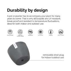 Fukiean Tea Live Bonsai In 6 Inch Premium Sustainable Ecopots Dark Grey Pot With Removeable Drainage Plug -Urban Garden Store united nursery house plants ftea6shdg 1f 1000