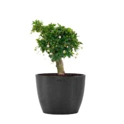 Fukiean Tea Live Bonsai In 6 Inch Premium Sustainable Ecopots Dark Grey Pot With Removeable Drainage Plug