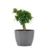 Fukiean Tea Live Bonsai In 6 Inch Premium Sustainable Ecopots Grey Pot With Removeable Drainage Plug