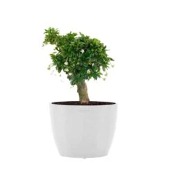 Fukiean Tea Live Bonsai In 6 Inch Premium Ecopots Sustainable Pure White Pot With Removeable Drainage Plug
