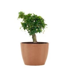 Fukiean Tea Live Bonsai In 6 Inch Premium Sustainable Ecopots Terracotta Pot With Removeable Drainage Plug