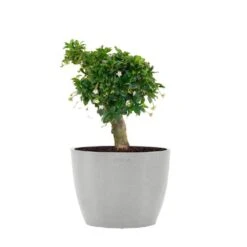 Fukiean Tea Live Bonsai In 6 Inch Premium Sustainable Ecopots White Grey Pot With Removeable Drainage Plug
