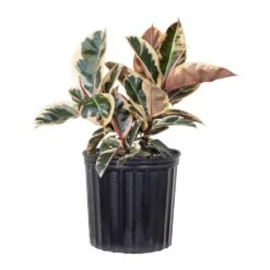 Live Ficus Elastica Tineke Rubber Plant In 9.25 Grower Pot