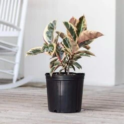 Live Ficus Elastica Tineke Rubber Plant In 10 In. White Decor Pot -Urban Garden Store united nursery house plants ftink10hw 4f 1000