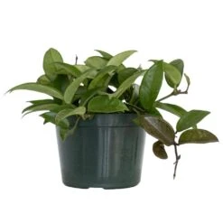 Live Hoya Carnosa Exotic Vining Houseplant In 6 In. Grower Pot