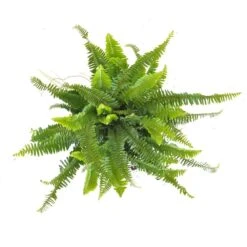 6 In. Kimberly Queen Fern Live Indoor Outdoor Plant Shipped In Grower Pot -Urban Garden Store united nursery house plants kfern06gp 4f 1000