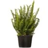 6 In. Kimberly Queen Fern Live Indoor Outdoor Plant Shipped In Grower Pot