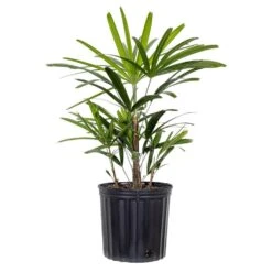 Live Broadleaf Lady Palm Rhapis Excelsa In 10 In. Grower Pot