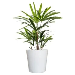 Live Broadleaf Lady Palm Rhapis Excelsa In 10 In. Glossy White Decor Pot