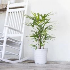 Live Broadleaf Lady Palm Rhapis Excelsa In 10 In. Black Eco-Friendly Sustainable Decor Pot -Urban Garden Store united nursery house plants ladyplm10limdg 4f 1000