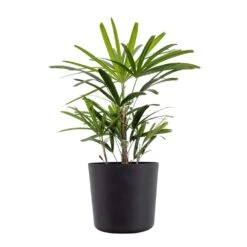 Live Broadleaf Lady Palm Rhapis Excelsa In 10 In. Black Eco-Friendly Sustainable Decor Pot