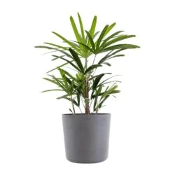 Live Broadleaf Lady Palm Rhapis Excelsa In 10 In. Graphite Eco-Friendly Sustainable Decor Pot