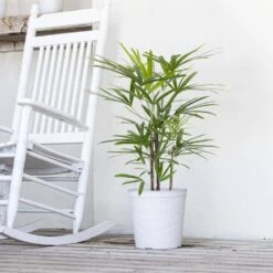 Live Broadleaf Lady Palm Rhapis Excelsa In 10 In. White Eco-Friendly Sustainable Decor Pot 5 Live Broadleaf Lady Palm Rhapis Excelsa In 10 In. White Eco-Friendly Sustainable Decor Pot -Urban Garden Store united nursery house plants ladyplm10limpw 4f 1000