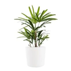 Live Broadleaf Lady Palm Rhapis Excelsa In 10 In. White Eco-Friendly Sustainable Decor Pot