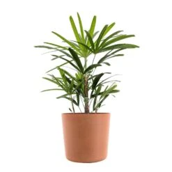 Live Broadleaf Lady Palm Rhapis Excelsa In 10 In. Terracotta Eco-Friendly Sustainable Decor Pot