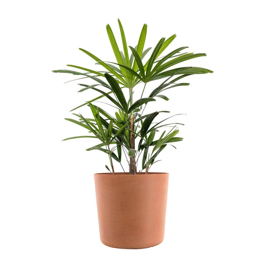 Live Broadleaf Lady Palm Rhapis Excelsa In 10 In. Terracotta Eco-Friendly Sustainable Decor Pot 1 Live Broadleaf Lady Palm Rhapis Excelsa In 10 In. Terracotta Eco-Friendly Sustainable Decor Pot
