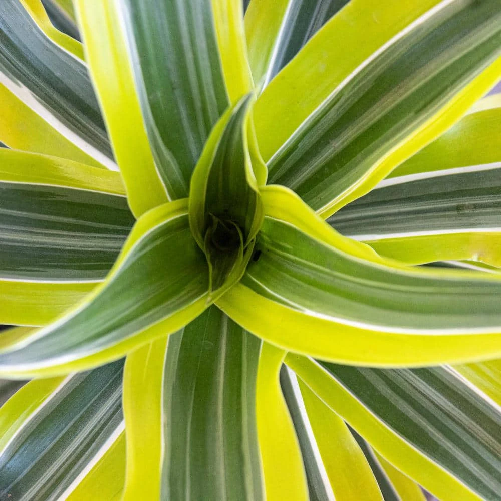 Live Dracaena Lemon Lime Bush In 10 In. White Decor Pot 2 Live Dracaena Lemon Lime Bush In 10 In. White Decor Pot - Image 2