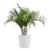 Majesty Palm Live Indoor Outdoor Plant In 10 Inch Premium Sustainable Ecopots Pure White Pot